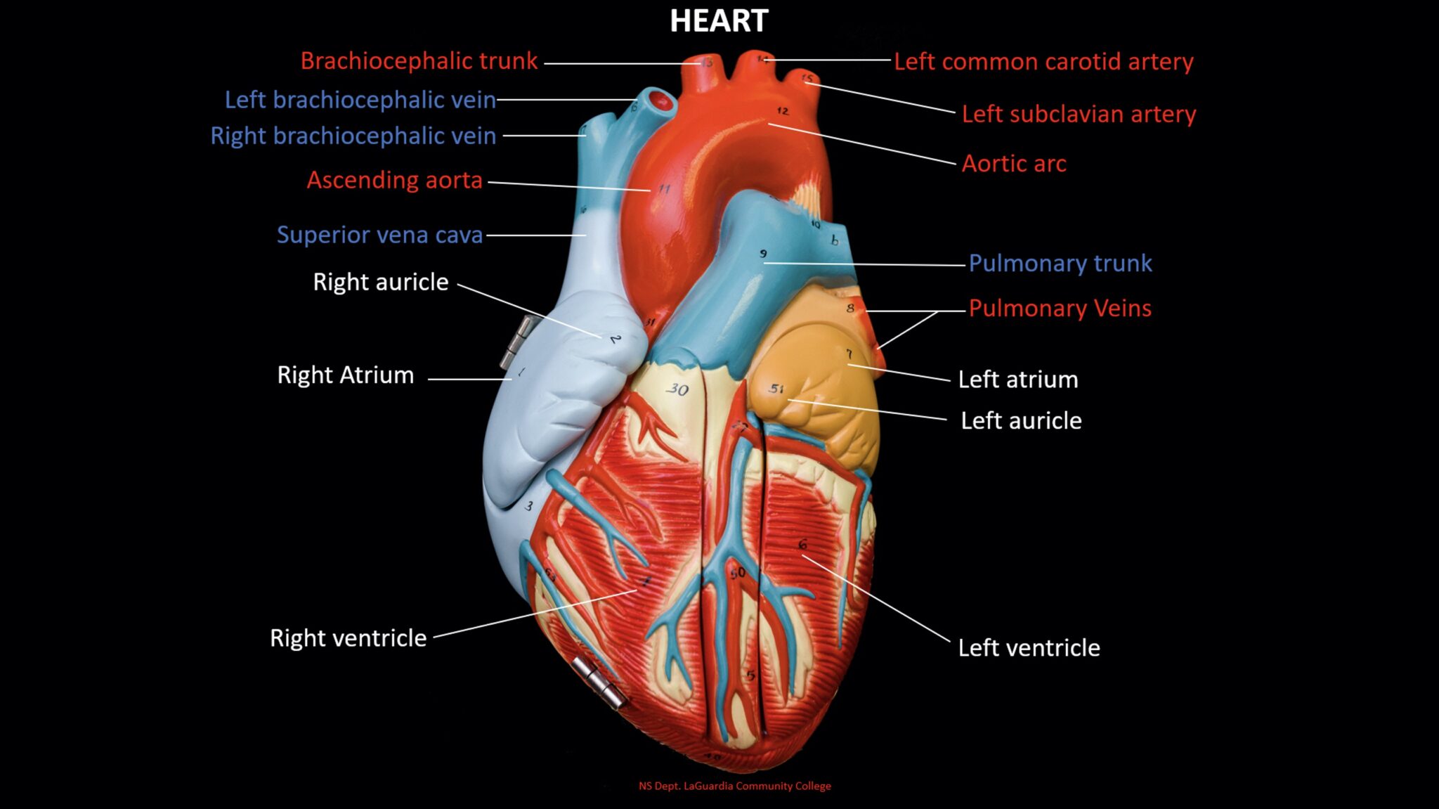 <p>The right and left auricles, also known as atria, are the upper chambers of the heart. They receive blood returning to the heart and transfer it to the ventricles.</p>