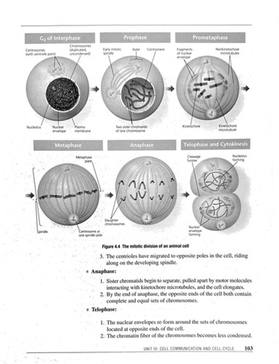 <p>Process of cell division producing identical daughter cells.</p>