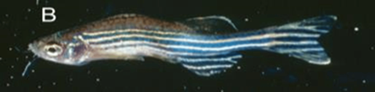 <p>Which method of sanitation is the most important means of preventing the spread of this organism throughout a fish facility?</p><p>a.Using an acid wash in a tunnel washer</p><p>b.Using an alkaline wash in a tunnel washer</p><p>c.Soaking tanks in 3.175 g/L sodium thiosulfate</p><p>d.Soaking tanks in 0.7% bleach</p><p>e.Maintaining UV sterilization in filtration system</p>