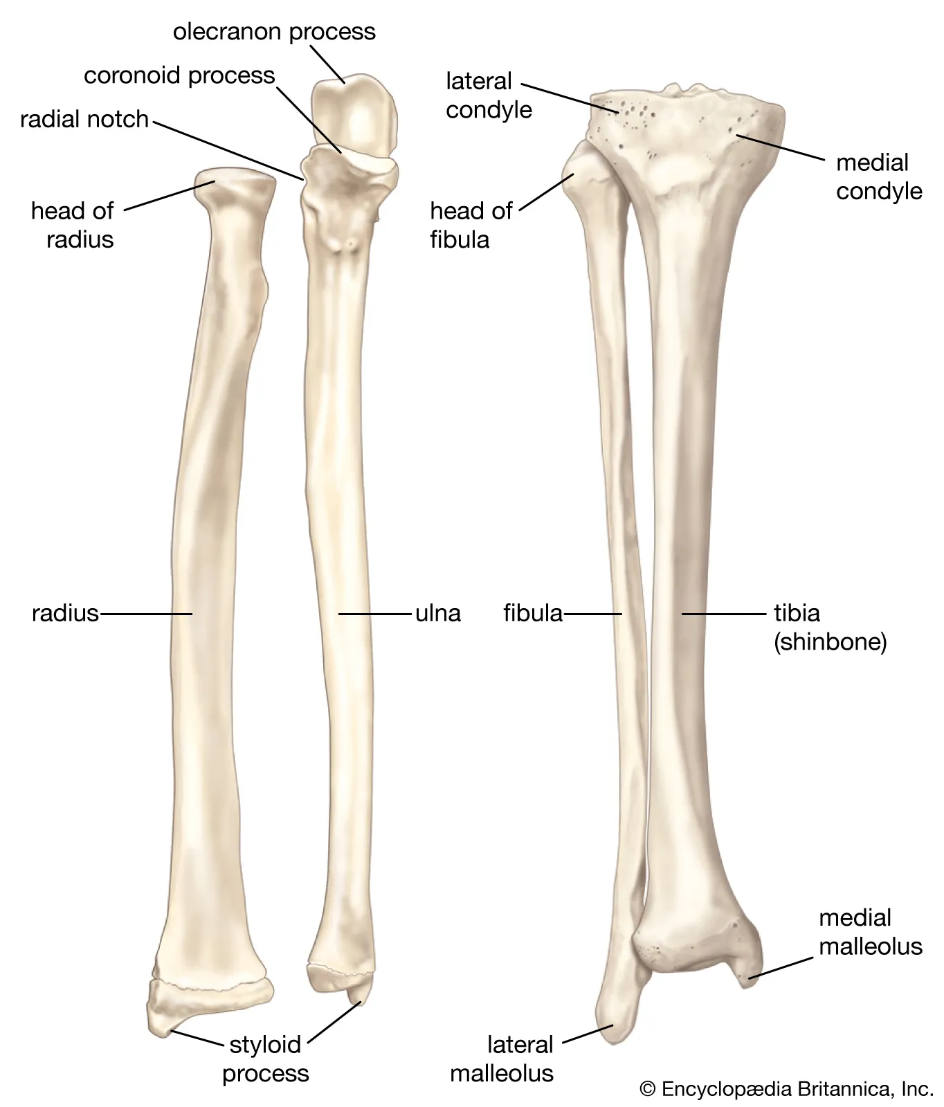 <p>tibia: medial malleolus </p><p>fibula: lateral malleolus </p>