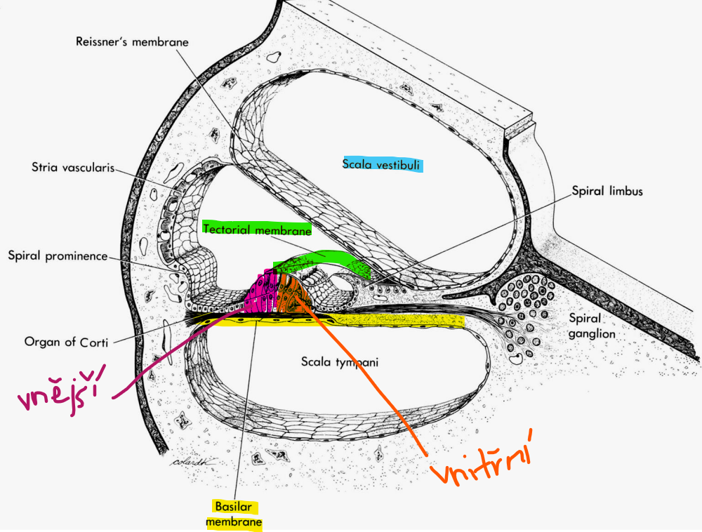 <p>zvuková vlna z oválného okénka rozvlní tekutinu ve scala vestibuli </p><p>=> rozkmitání bazilární membrány</p><p>=> změna směru stereocilií vnějších vláskových buněk</p><ul><li><p>=> depolarizace, otevírání iontových kanálků </p></li><li><p>=> buňky začínají vibrovat</p></li><li><p>=> mechanické zesílení zvuku</p></li></ul><p>=> zesílená vlna k vnitřním vláskovým buňkám</p><ul><li><p>=> změna směru stereocilií </p></li><li><p>=> otevření iontových kanálků => depolarizace</p></li></ul><p>=> předání elektrického akčního potenciálu nervu => mozková sluchová centra</p>
