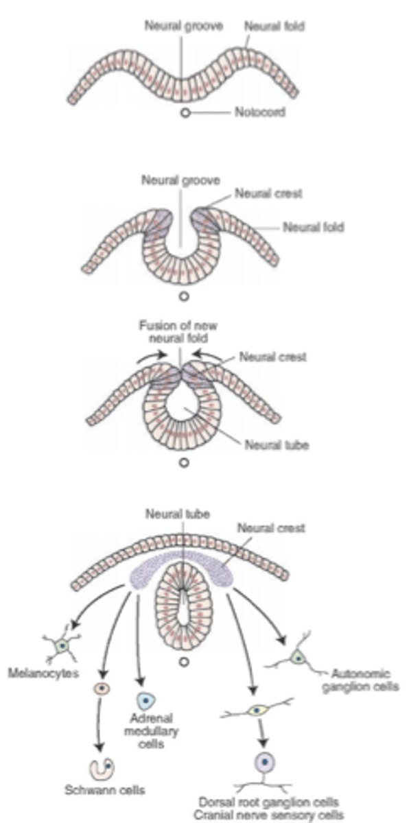 <p>these arise from the neural crest cells</p>