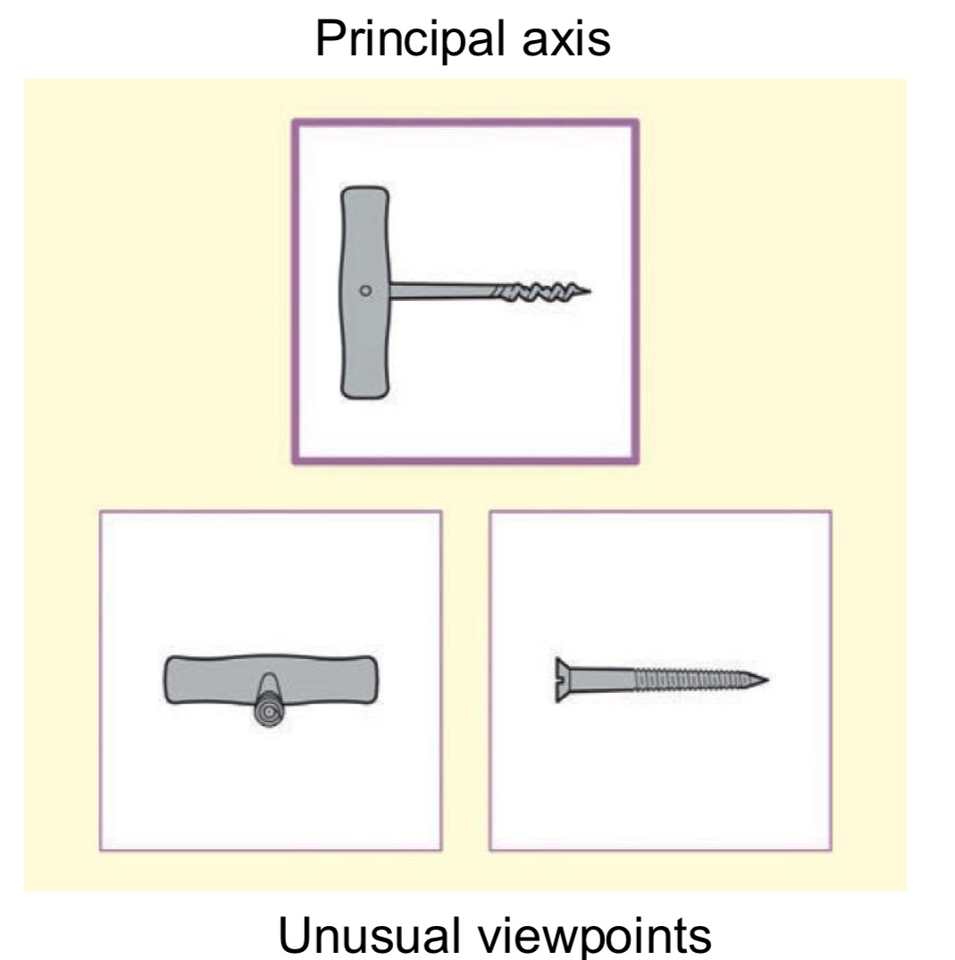 <ul><li><p>structural descriptions: 3D memory representations of objects</p></li><li><p>Principal axis: usual viewpoint representation of an object</p></li><li><p>Right parietal lobe: sensitive to viewpoint</p></li><li><p>Left IT: insensitive to viewpoint</p></li><li><p>Two parallel routes for perceptual constancy</p></li></ul><p></p>