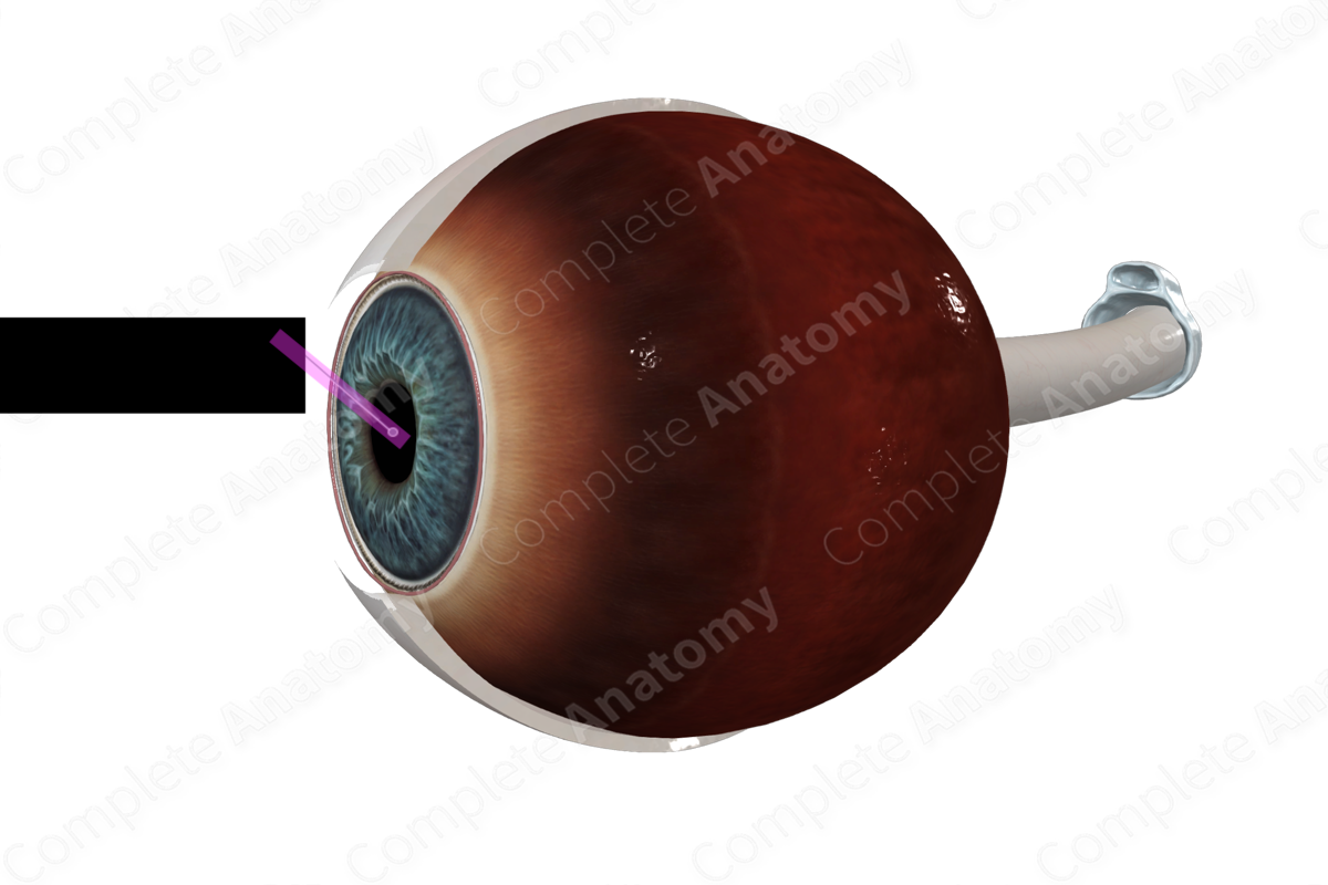 <p>what is this part of the eye?</p>