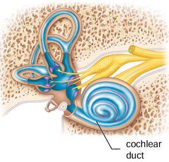 <p>Cochlea</p>