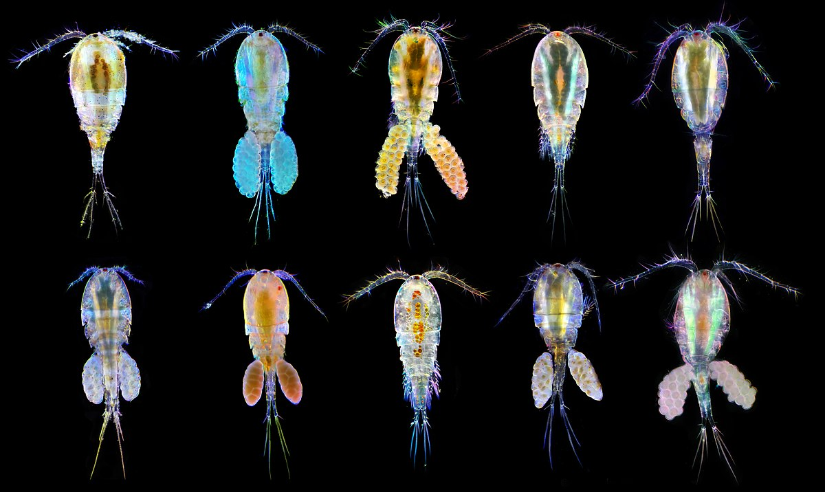 <p><span>Freshwater copepods can be intermediate hosts for Dracunculus medinensis, the parasite causing Guinea worm disease.</span></p>