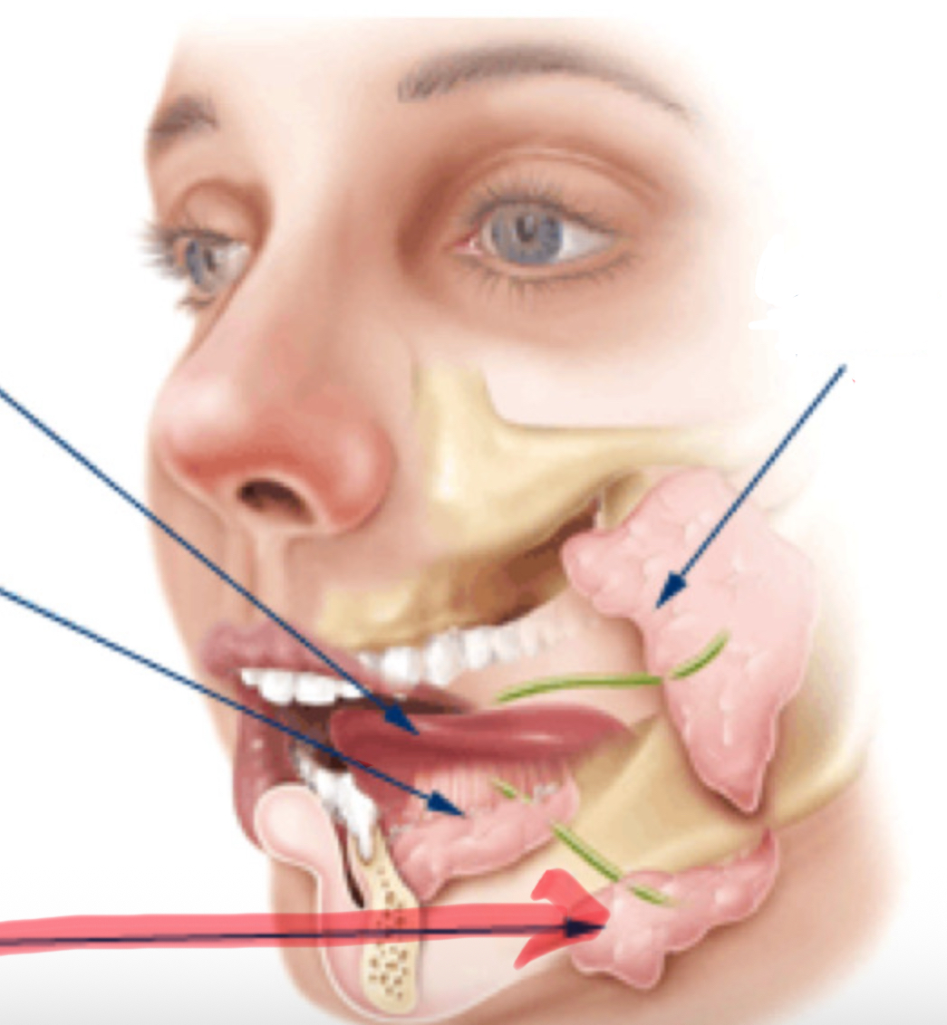 <p>Latijnse benaming voor onderkaakspeekselklier</p>