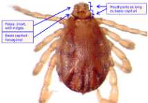 <p>Rhipicephalus australis (cattle tick)</p><p><span style="font-family: Calibri, sans-serif;"><span>- </span></span>Damage to hides, decr production</p><p class="MsoListParagraphCxSpMiddle"><span style="font-family: Calibri, sans-serif;"><span>- </span></span>Anaemia</p><p class="MsoListParagraphCxSpLast"><span style="font-family: Calibri, sans-serif;"><span>- </span></span>Tick worry</p><p><span style="font-family: Aptos, sans-serif; line-height: 115%;"><span>Transmission of Babesia/Anaplasma</span></span></p><p>Tx: SP, amitraz, ML, Acatak</p>