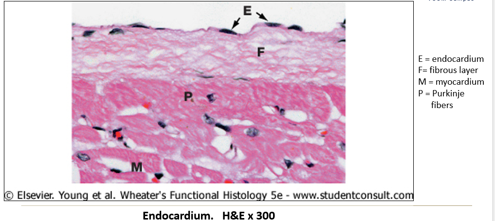 <p>Inner layer made of <strong>simple squamous epithelium</strong> with fine connective tissue.</p>