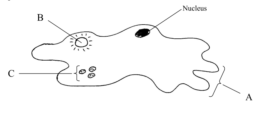 <p><span style="color: rgb(0, 0, 0);"><span>Label This Image</span></span></p><p><span style="color: rgb(0, 0, 0);"><em><span>The Amoeba Structure</span></em></span></p>