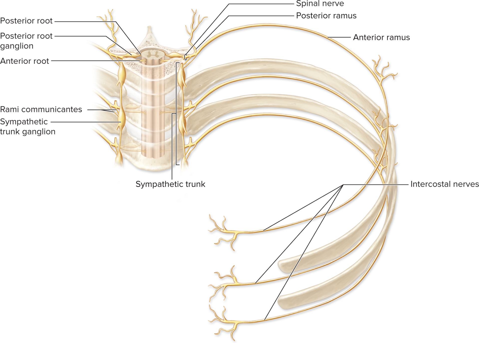 <p>Thoracic Spinal Nerves (Intercostal Nerves)</p>