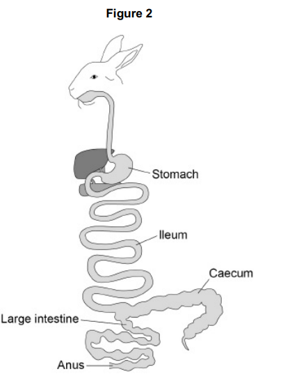 <p>Scientists investigated how the diet of rabbits affected their digestion and absorption of protein.</p><p>The digestive system of a rabbit is shown in Figure 2.</p><p>The food eaten by a rabbit is digested mainly by microorganisms in its caecum. The caecum is a section of intestine attached between the ileum and the large intestine. The resulting semi-digested material leaves the anus of a rabbit as soft, caecal droppings. The rabbit then eats these caecal droppings. </p><p>Use this information and Figure 2 to suggest how eating its own caecal droppings helps a rabbit’s digestion and absorption of dietary protein. (3) </p>