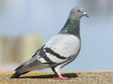 <p>Rock Pigeon</p>