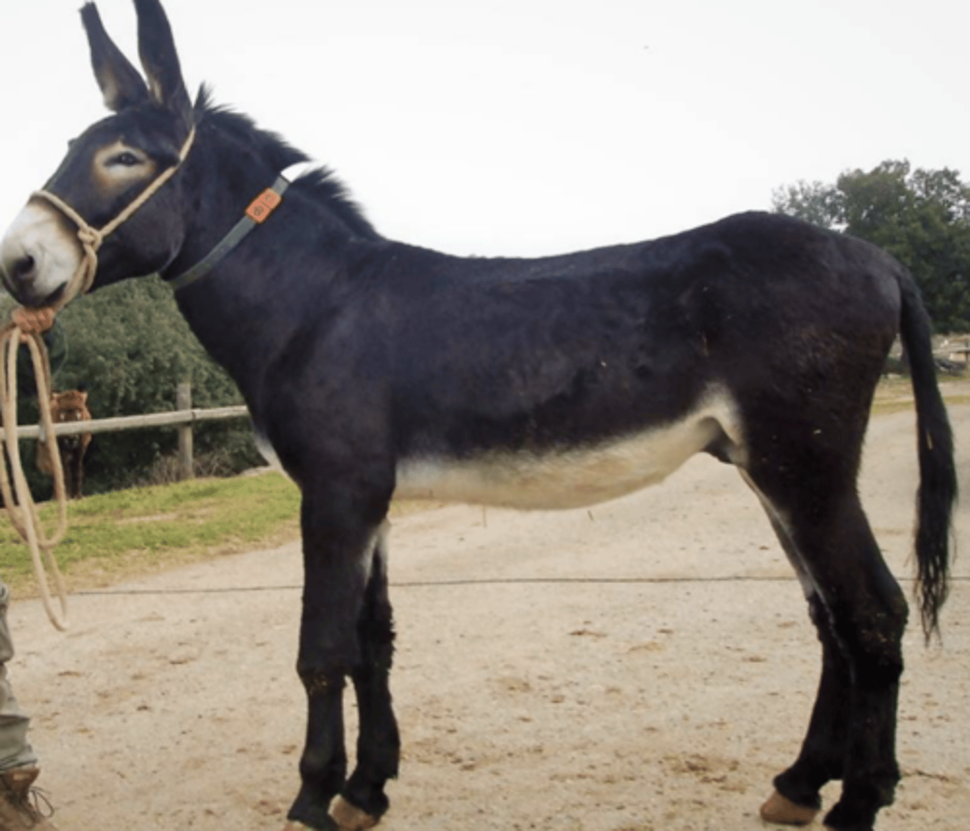 <p>Donkey, black with white around eye and muzzle, really long ears</p>