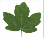 propel in a high arc