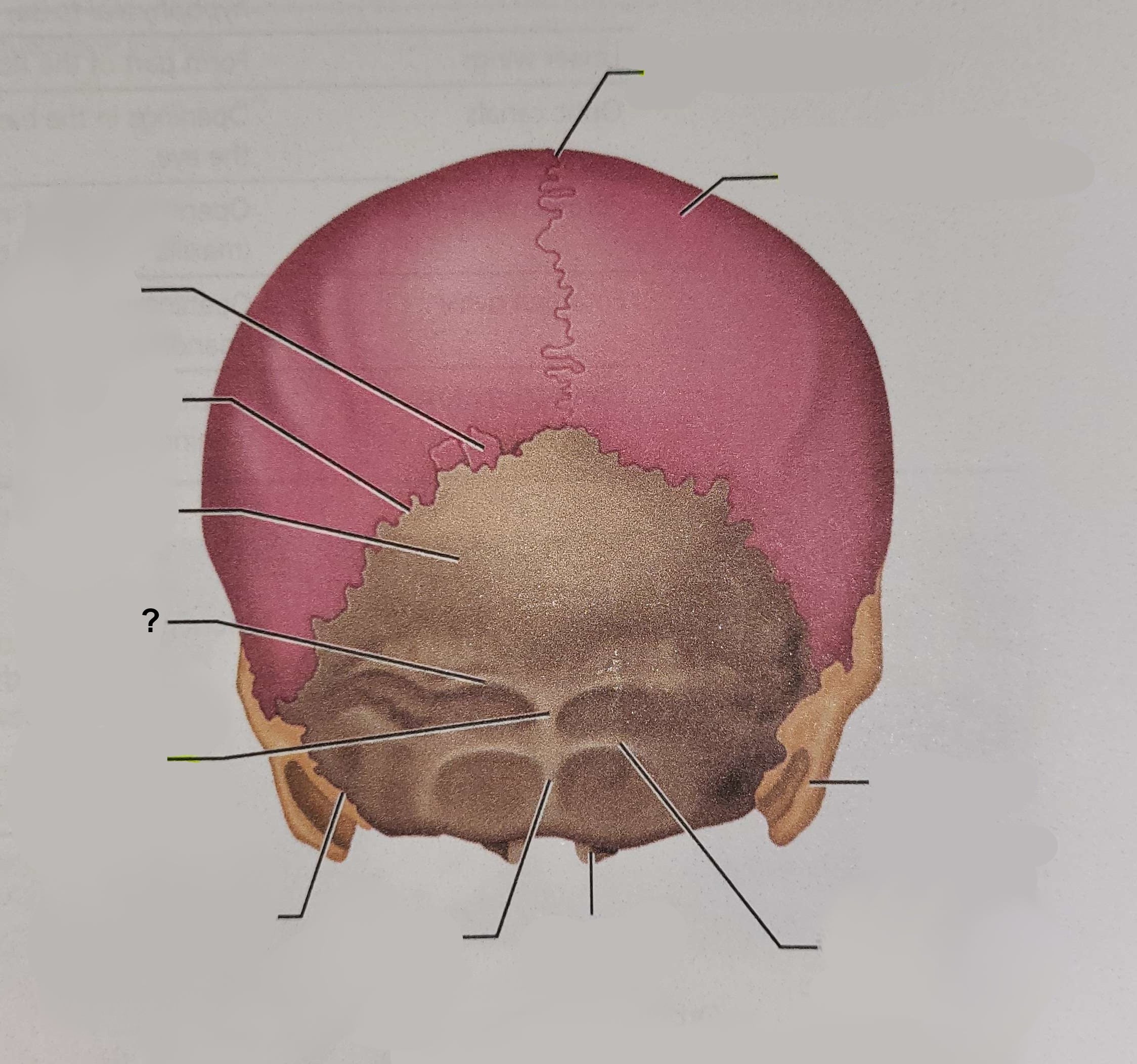 <p>Name the indicated structure</p>