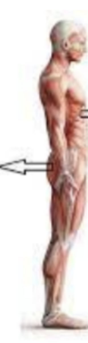 <p>opposite of the anterior; back of/ behind / on the back</p>
