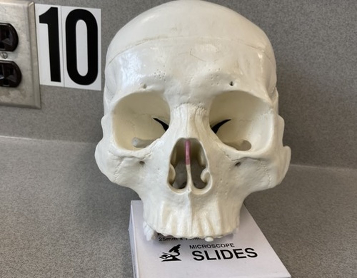 knowt flashcard image