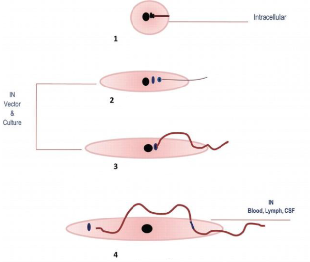 <p>State the 4 morphologic states (stages) of tissue flagellates from top to bottom.</p>