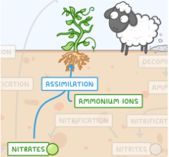 <ul><li><p><span style="background-color: transparent;">ammonia (NH<sub>3</sub>) / ammonium (NH<sub>4</sub><sup>+</sup>) and nitrate (NO<sub>3</sub><sup>-</sup>) yielding organic nitrogen compounds (R-NH<sub>2</sub>)&nbsp;</span></p></li><li><p><span style="background-color: transparent;">NH<sub>3 </sub>/ NH<sub>4</sub><sup>+</sup> / NO<sub>3</sub><sup>-</sup> 🡪 R-NH<sub>2</sub></span></p></li><li><p><span style="background-color: transparent;">assimilated by bacteria, fungi, algae, and plants</span></p></li><li><p><span style="background-color: transparent;">Amino acids: these organic nitrogen (N) compounds found in the environment can move up the food chain to higher organisms</span></p></li></ul><p></p>