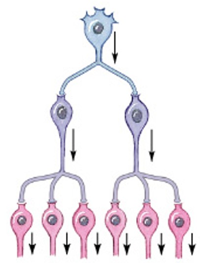 <p>Which patterns of neural circuits in neuronal pools:</p><ul><li><p>Spreads stimulation to many neurons or neuronal pools in CNS</p></li><li><p>Ex) sensory info entering CNS</p></li></ul><p></p>