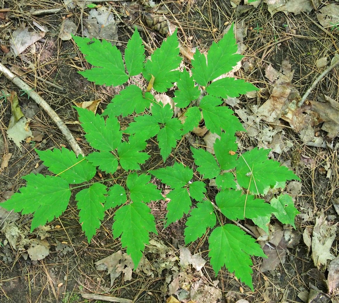 <p>Baneberry</p>