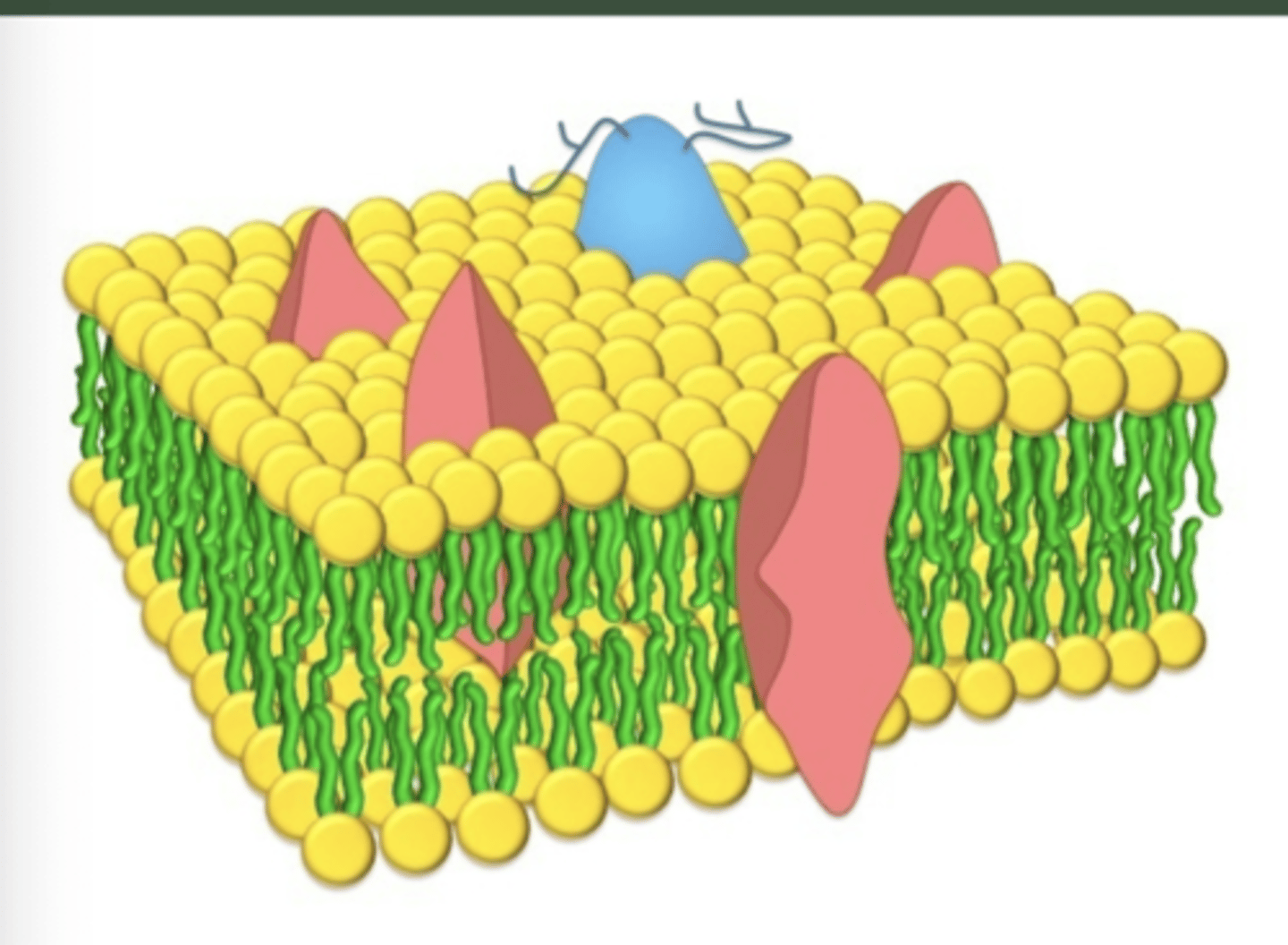 <p>Cell membranes are represented according to a fluid-mosaic model ,due to the fact that they are?</p>