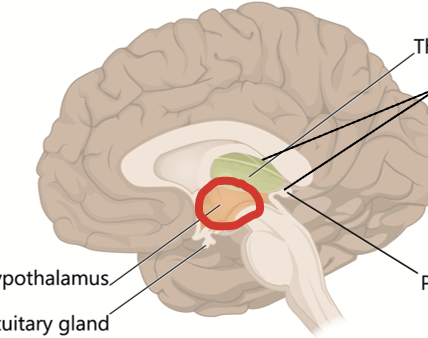 <p>Composed of multiple areas (or nuclei) with neurons organized for specific control functions. Key area where some homeostatic (such as thermoregulation) and body functions are controlled.</p><p>Of specific interest is the direct control over the pituitary gland thus regulating growth, metabolism, stress, and reproduction.</p>