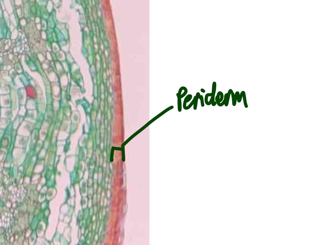 <p>Tissue replacing the epidermis in older regions of stems and roots in woody plants.</p>