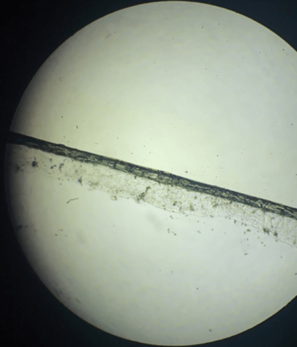 <p>All of the following are characteristics of what kind of habitat?</p><p>- thin cuticle</p><p>- single layer epidermis</p><p>- not wet or dry environments</p>