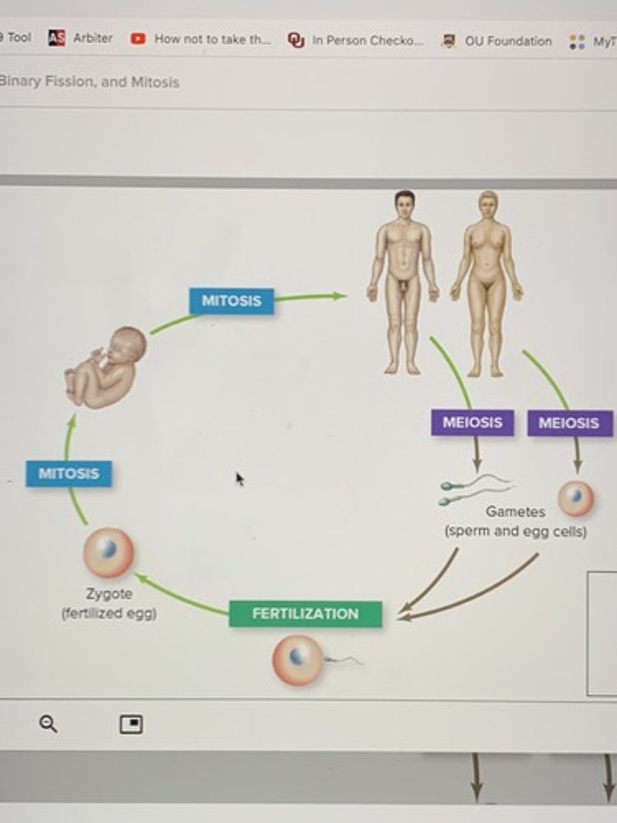 <p>Replace dead cells</p><p>growth</p><p>reproduction</p>