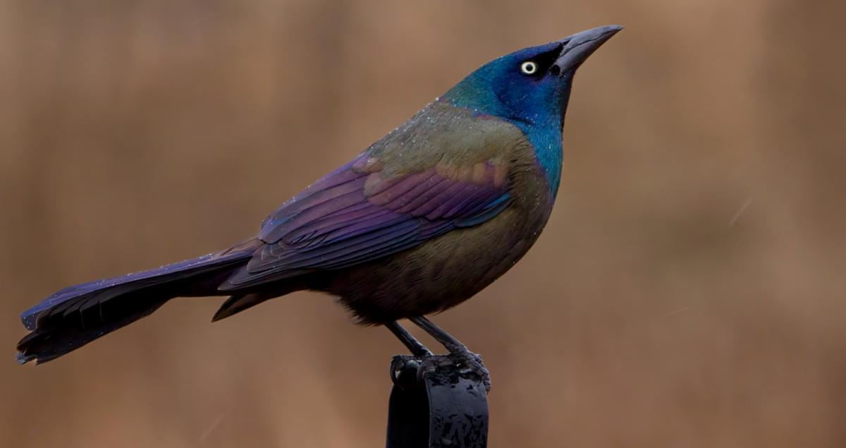 <p>Identify the specimen (common name only)</p>