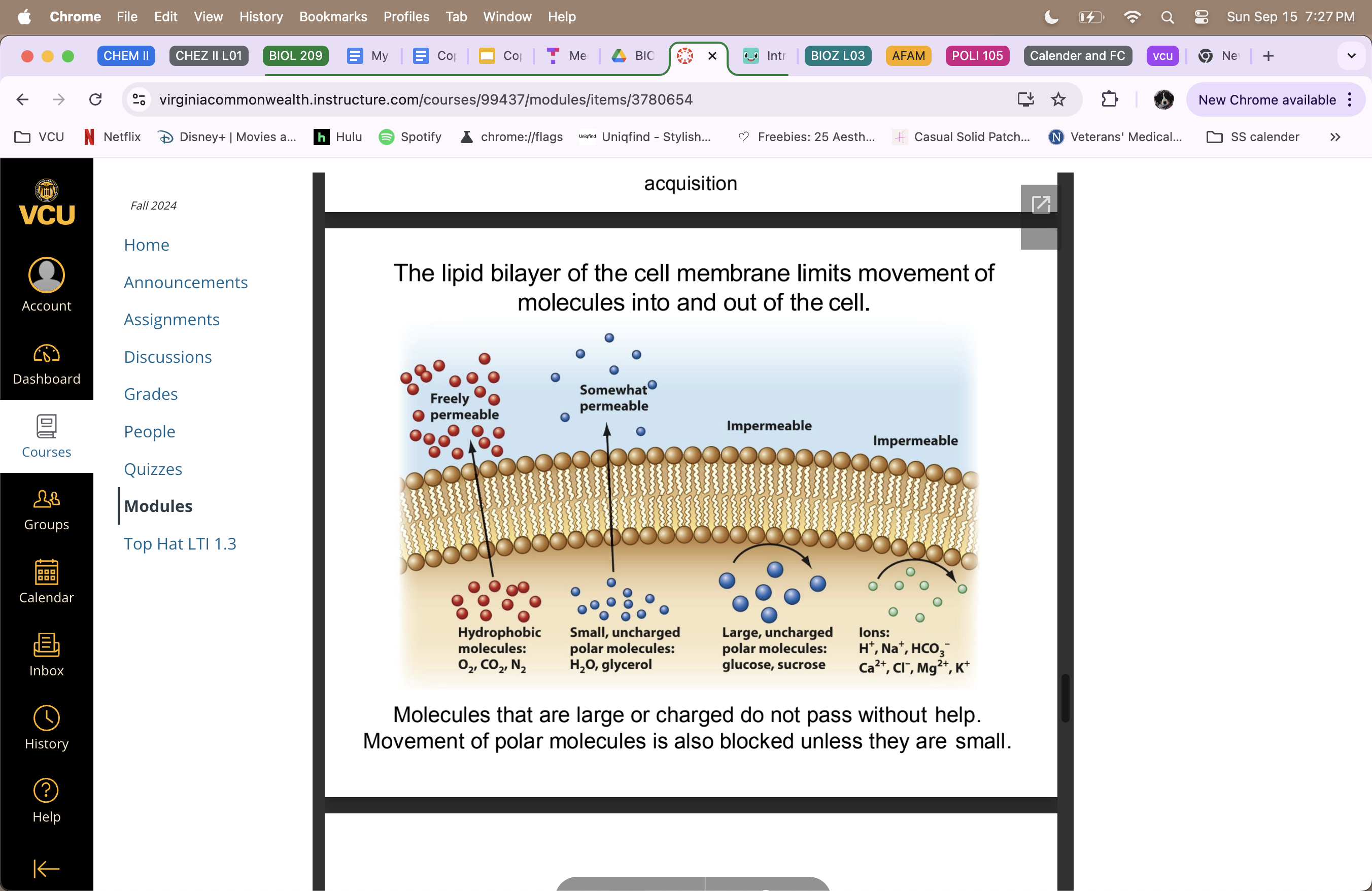 <ul><li><p>limits movement of molecules into and out of cell (part of the cell membrane)</p></li><li><p><strong>Freely permeable</strong> = hydrophobic molecules (O2, CO2, N2) </p></li><li><p><strong>Somewhat permeable</strong> = small uncharged polar molecules (H2O, glycerol)</p></li><li><p><strong>Impermeable</strong> = large uncharged polar molecules (glucose and sucrose) </p></li><li><p><strong>Impermeable</strong> = Ions (H<sup>+</sup>, Na<sup>+</sup>, HCO<sub>3</sub><sup>-</sup>, Ca<sup>2+</sup> , Cl<sup>-</sup>, Mg<sup>2+</sup>, K<sup>+</sup>)</p></li></ul><p></p>