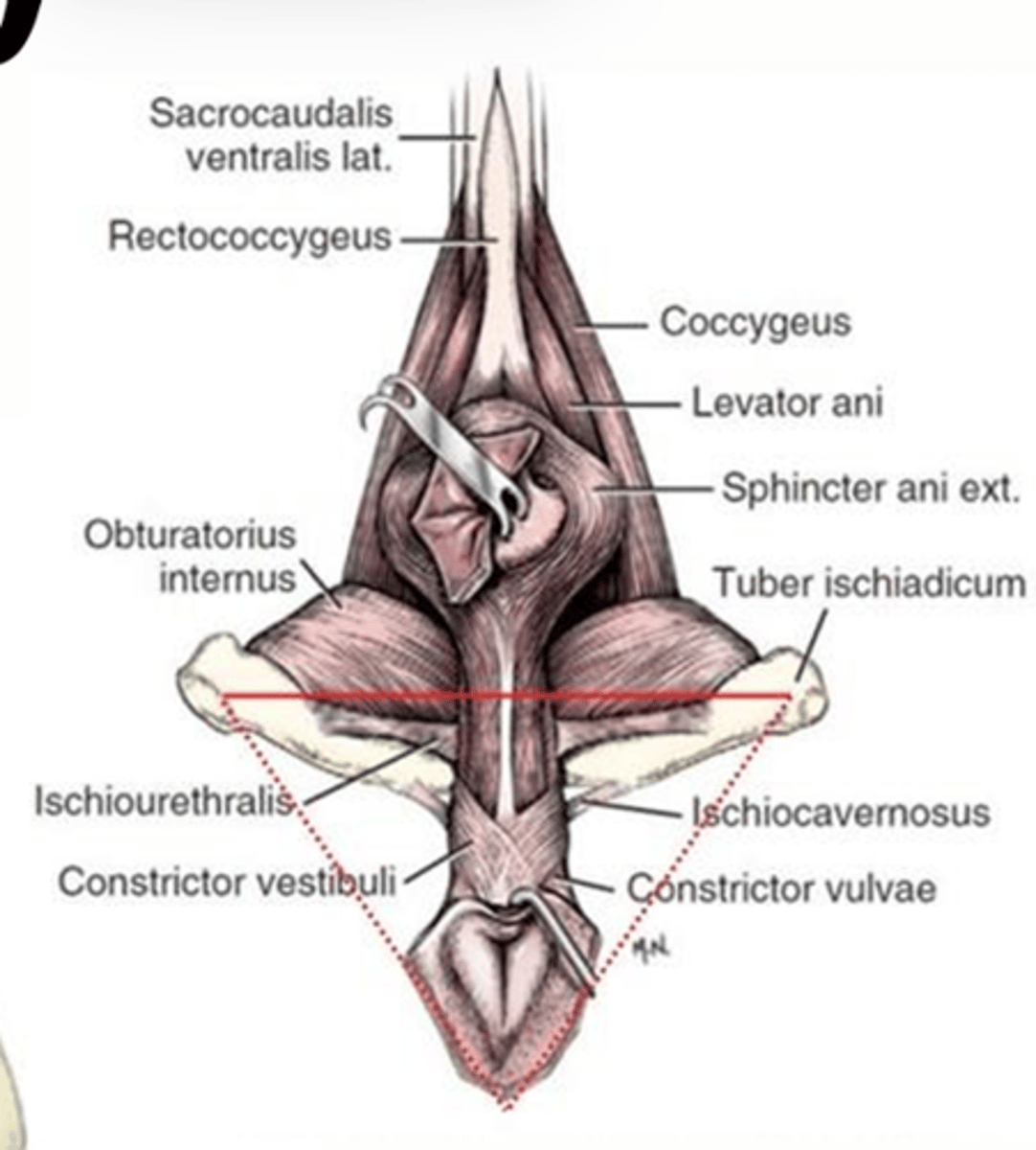 <p>Closes off the urogenital triangle</p><p>Includes the urogenital muscles</p>
