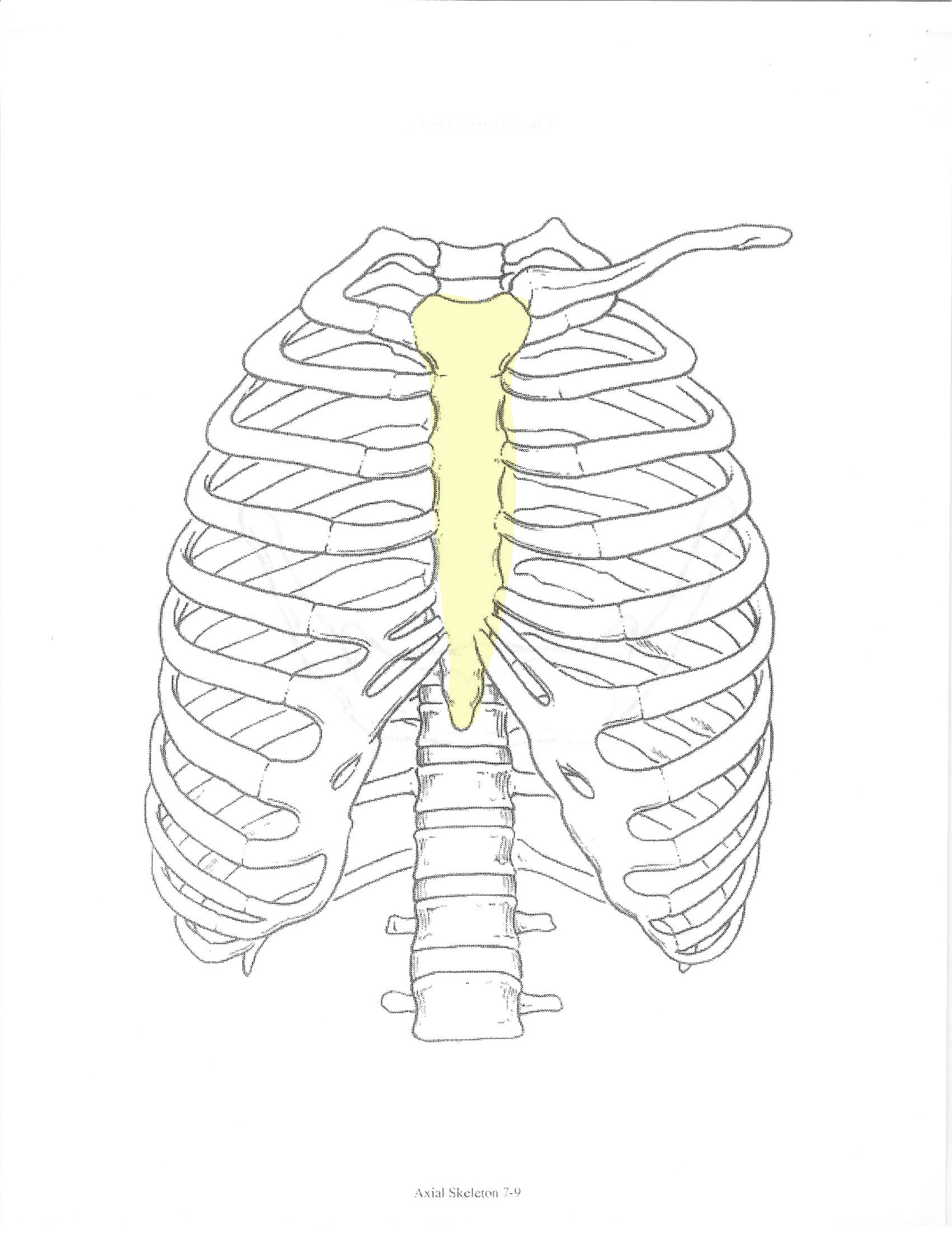 <p>ID bone</p>