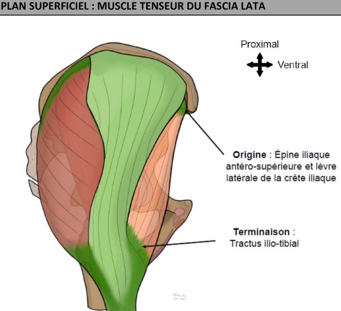 <p>Pas partie delà région gluteale, se développe ventralement </p><p>Épine iliaque antero-superieure et lèvre latérale de la crête iliaque  → fusionnant avec tractus ilio-tibial </p><p>Abducteur de la hanche, rotateur médial art coxo-fémoralen tension du fascia lata (=gaine aponévrotique s’épaissit latéralement par le tractus ilio-tibial) </p><p>Nerf glutéal supérieur </p>