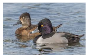 <p><span><span>Head is obviously peaked</span></span></p>