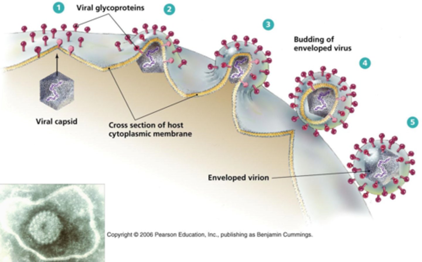 <p>A virus that, when exiting a cell, push out the host cell membrane and form a membrane around itself using the host cell membrane.</p>