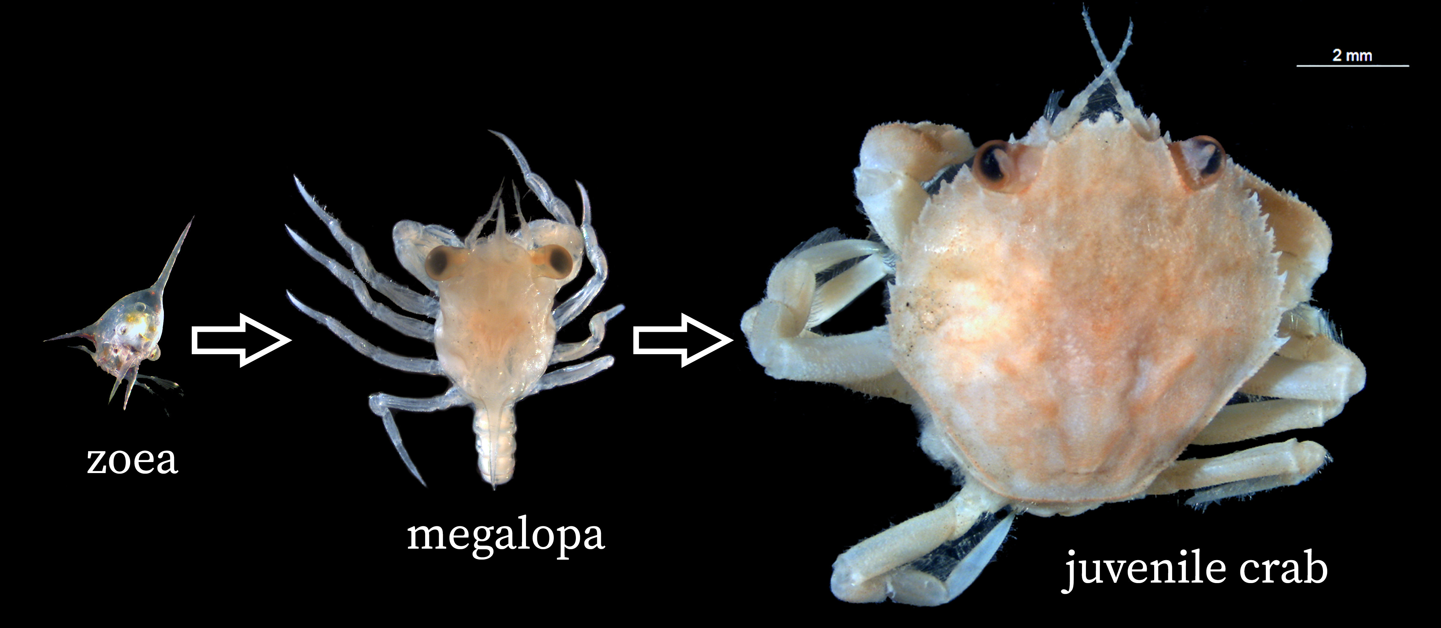<p>Crustacea: Cephalocarida, Branchipoda (cryptobiosis), Thecostra, Malacostraca, Branchiura, Mystacocarida, Copepoda, Ostracoda</p><p>Nauplius larva (copepoda, theocostraca)</p><p>In Malacostraca: Zoea (shrimp-like) then Megalopa (crab like)</p><p>Theocostraca: cypis larva</p>