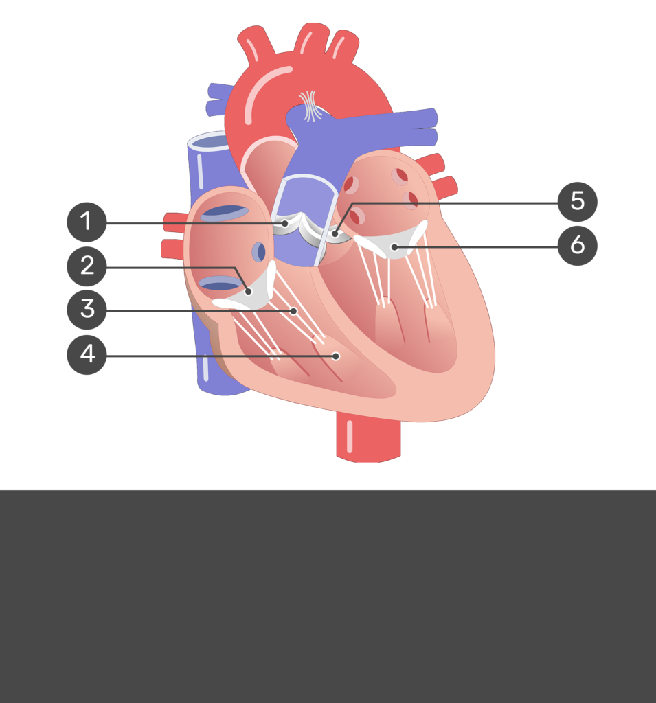 <p>6</p>