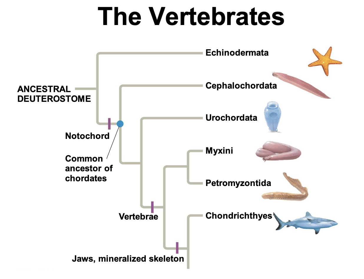 <p>A skeletal system and complex nervous system allows them to be efficient at 2 tasks: capturing food and evading predators </p>