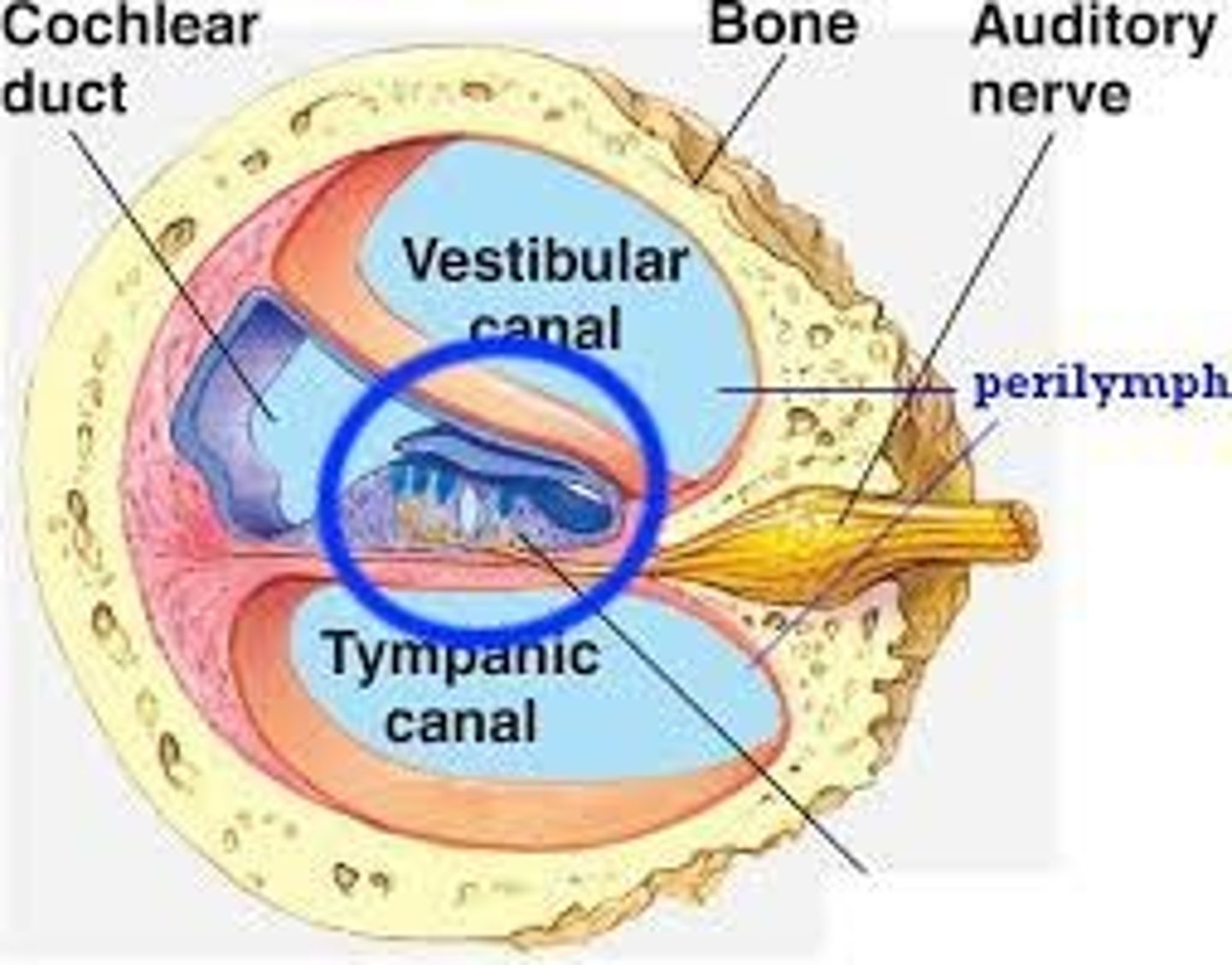 <p>What part of the ear is in the circle?</p>