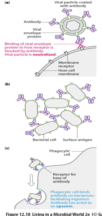 <p>Antibody functions</p>