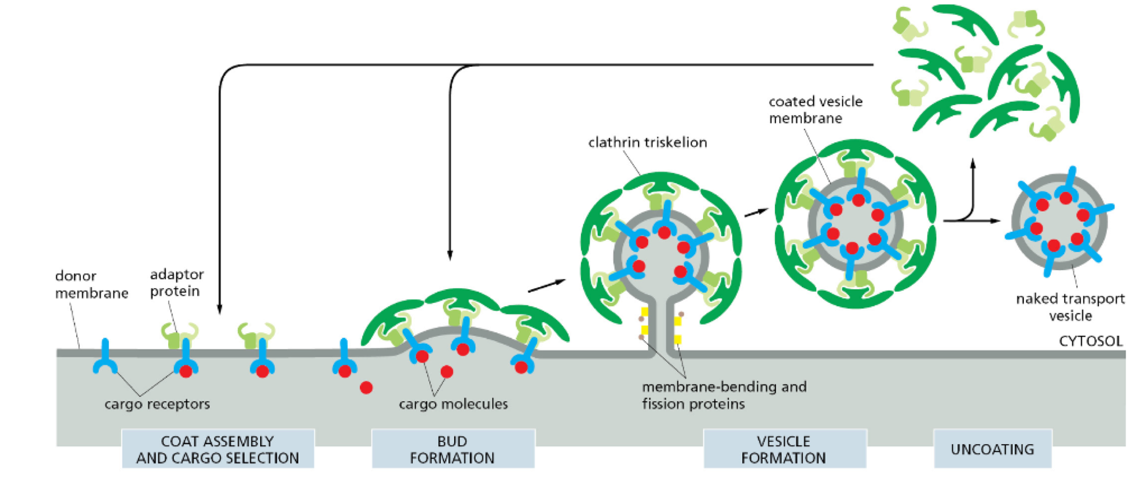 <ol><li><p>cargo selection</p></li><li><p>memory bending</p></li><li><p>protein coating</p></li><li><p>coat disassembly</p></li></ol><p></p>