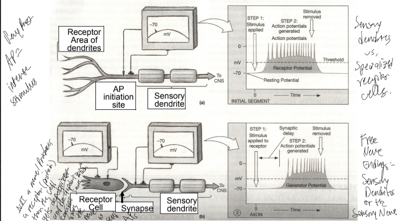 <p>T/F: Specialized receptor cells are nerves. </p>