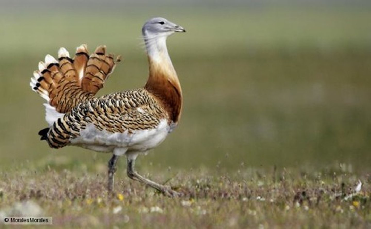 <p>Bustards</p>