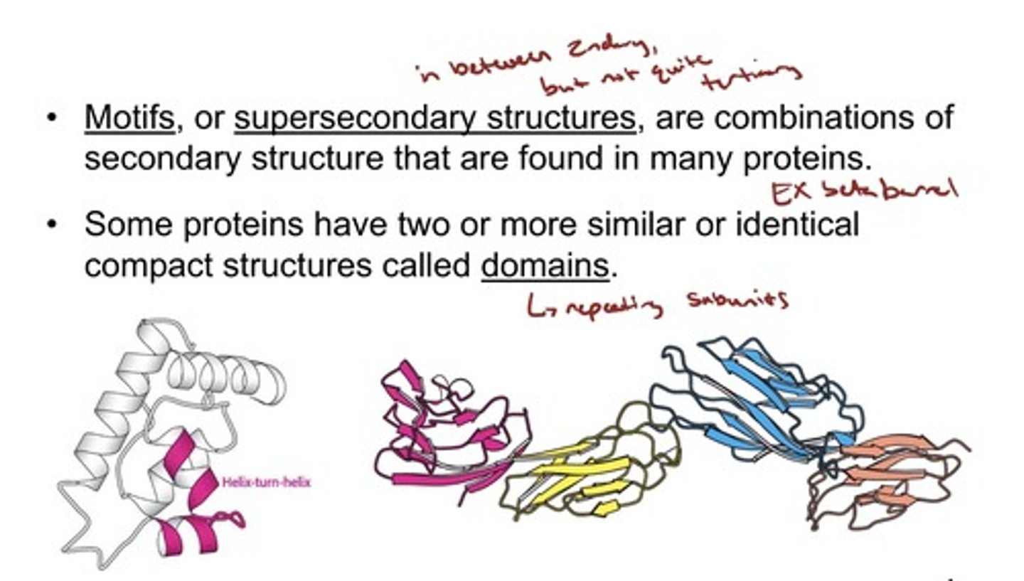 <p>- Motifs, or supersecondary structures, are combinations of</p><p>secondary structure that are found in many proteins.</p><p>• Some proteins have two or more similar or identical</p><p>compact structures called domains.</p>