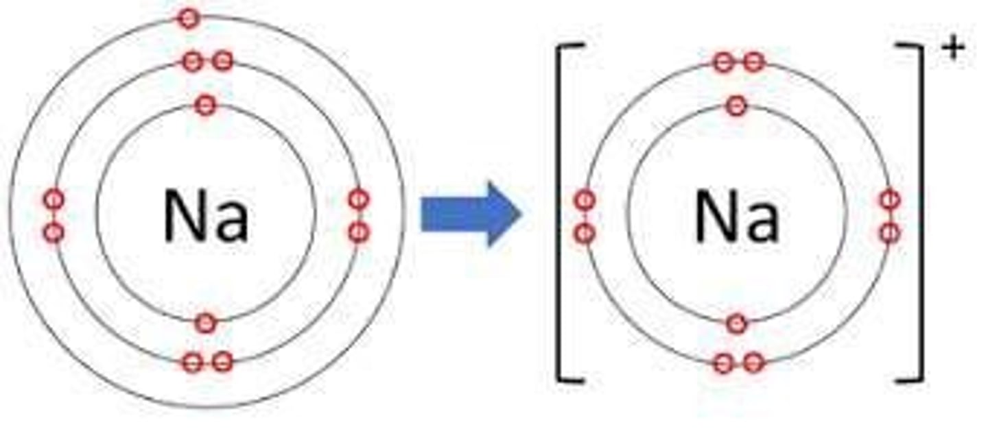 <p>A positive ion formed when an atom loses one or more electrons.</p>