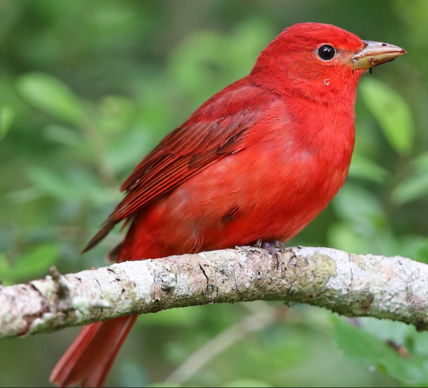 <p>What bird is this? </p>