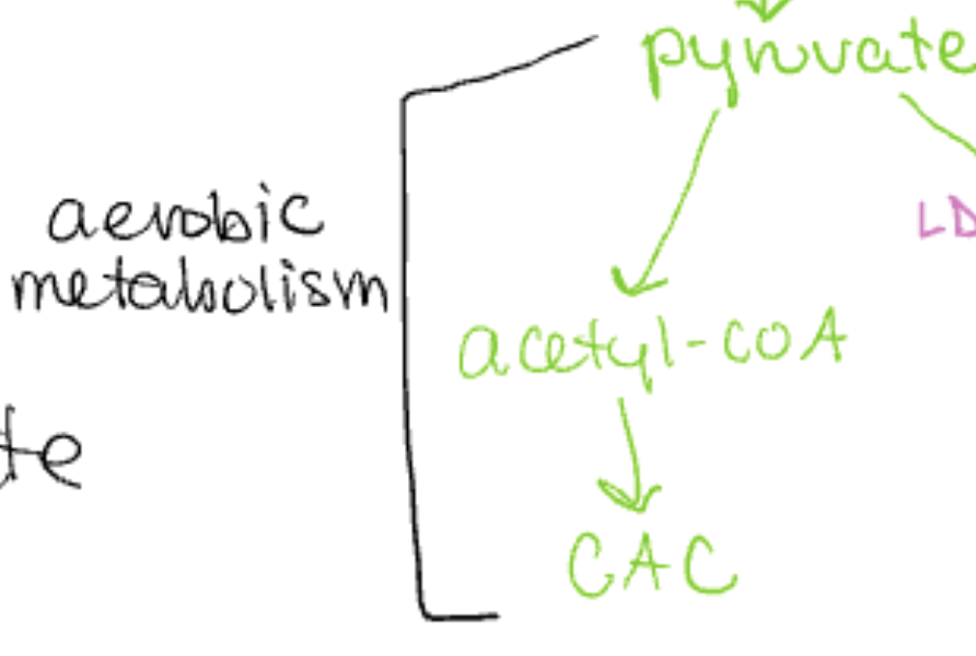 <p>pyruvate → acetyl CoA → CAC</p>